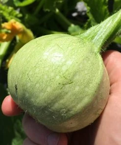 Roots Plants Courgettes 3 Organic 'Tondo Chiaro Di Nizza' Courgette Plants