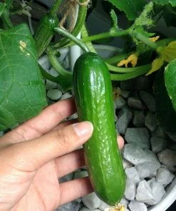 Roots Plants 3 Organic 'Marketmore' Cucumber Plants