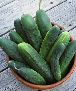 Roots Plants 3 Organic 'Marketmore' Cucumber Plants