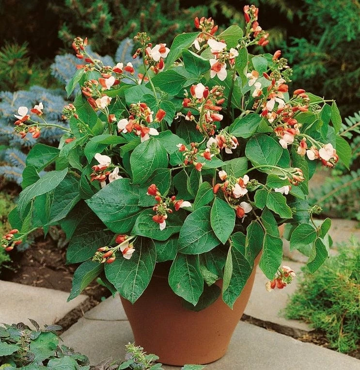 Roots Plants 15 Best Runner Bean Plants Collection | Growers Choice Peas & Beans 7 Roots Plants 15 Best Runner Bean Plants Collection | Growers Choice Peas & Beans