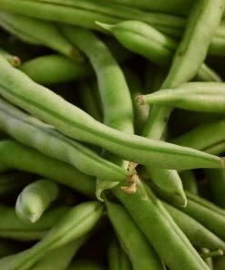 Roots Plants 15 Best Runner Bean Plants Collection | Growers Choice Peas & Beans 9 Roots Plants 15 Best Runner Bean Plants Collection | Growers Choice Peas & Beans