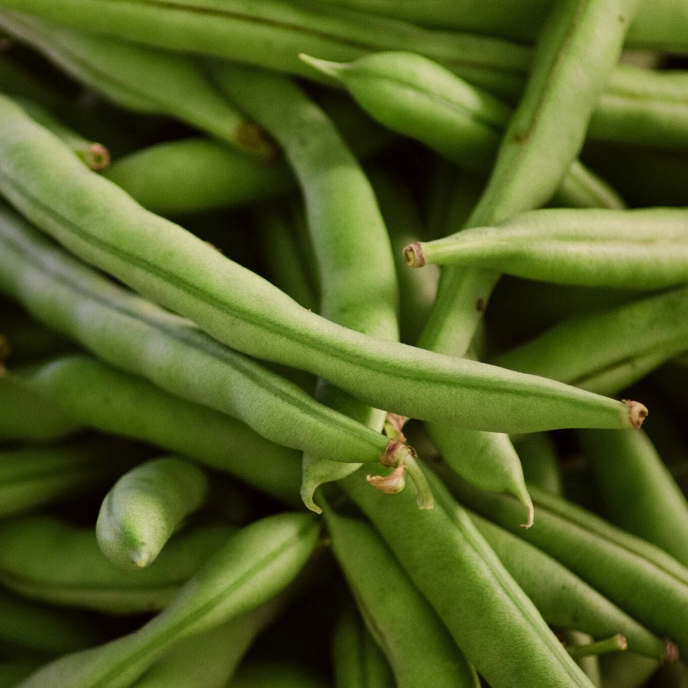 Roots Plants 15 Best Runner Bean Plants Collection | Growers Choice Peas & Beans 5 Roots Plants 15 Best Runner Bean Plants Collection | Growers Choice Peas & Beans