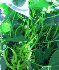 Roots Plants 10 Organic 'Tendergreen' Dwarf French Green Bean Plants