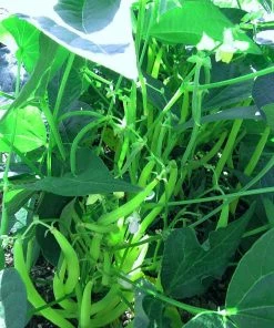 Roots Plants 41 Vegetables Plants For Pots | Tomatoes, Peppers & More