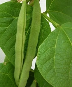Roots Plants 10 Organic 'Tendergreen' Dwarf French Green Bean Plants