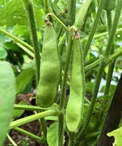 Roots Plants 10 Organic Edamame Bean Plants Peas & Beans