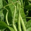 Roots Plants 10 Organic 'Blue Lake' French Climbing Bean Plants