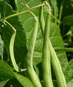 Roots Plants 10 Organic 'Blue Lake' French Climbing Bean Plants