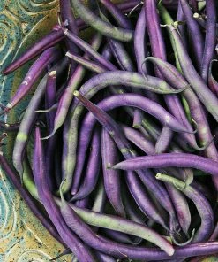 Roots Plants 10 Organic 'Cosse Violette' French Climbing Bean Plants Peas & Beans 11 Roots Plants 10 Organic 'Cosse Violette' French Climbing Bean Plants Peas & Beans