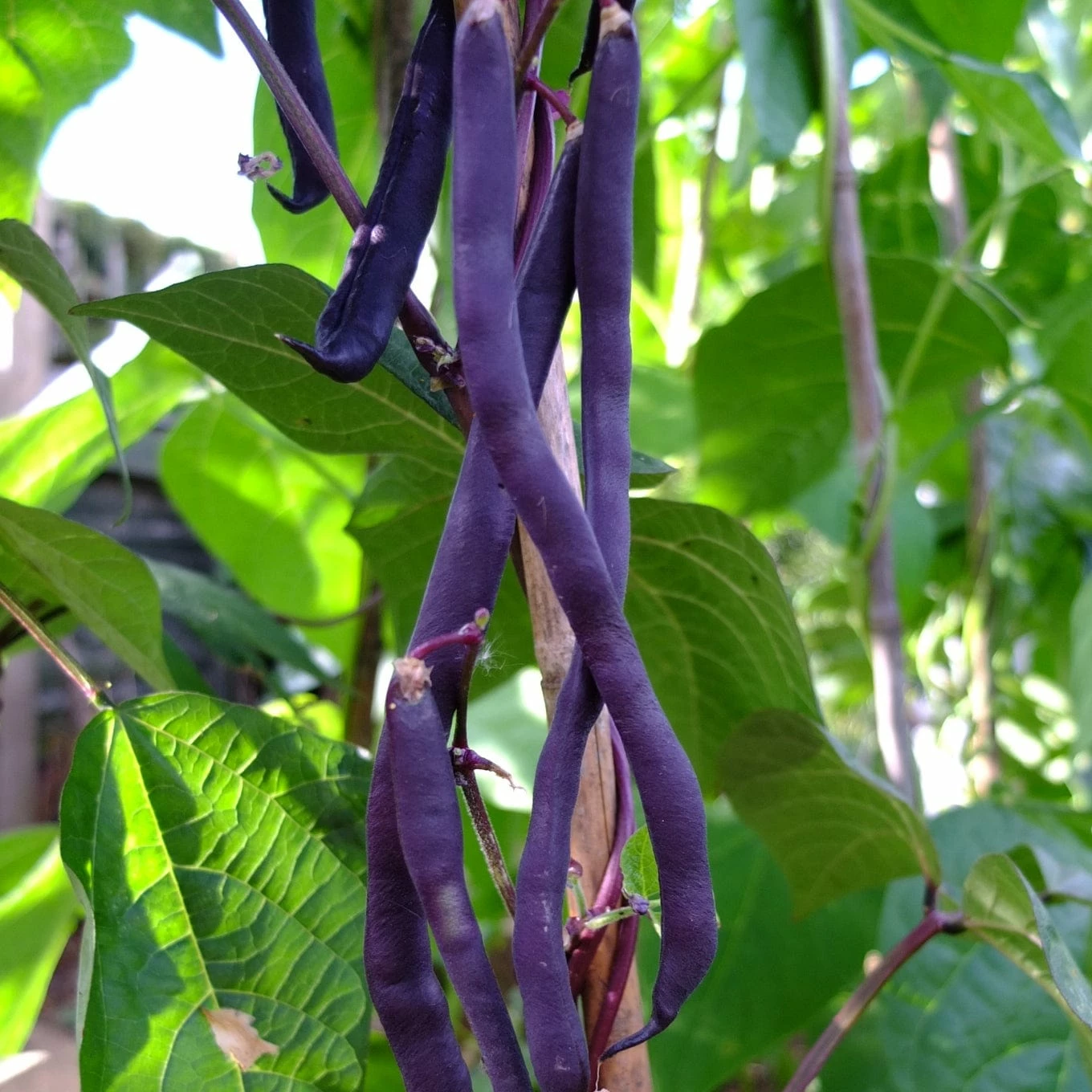 Roots Plants 10 Organic 'Cosse Violette' French Climbing Bean Plants Peas & Beans 6 Roots Plants 10 Organic 'Cosse Violette' French Climbing Bean Plants Peas & Beans