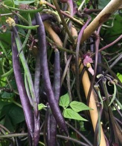 Roots Plants 10 Organic 'Cosse Violette' French Climbing Bean Plants Peas & Beans