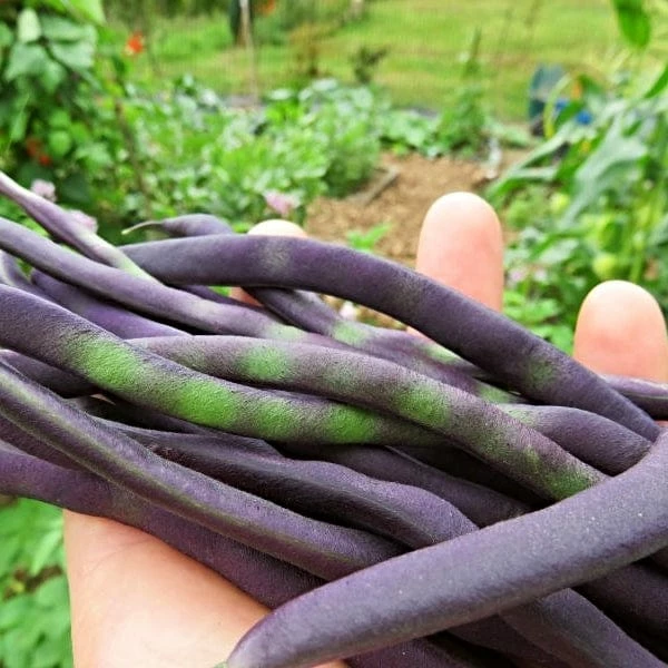 Roots Plants 10 Organic 'Cosse Violette' French Climbing Bean Plants Peas & Beans 3 Roots Plants 10 Organic 'Cosse Violette' French Climbing Bean Plants Peas & Beans