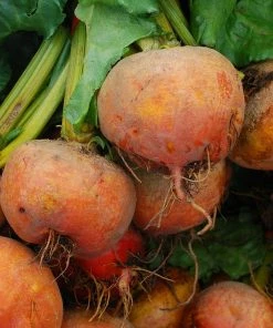 Roots Plants 10 Organic 'Golden Boldor' Beetroot Plants