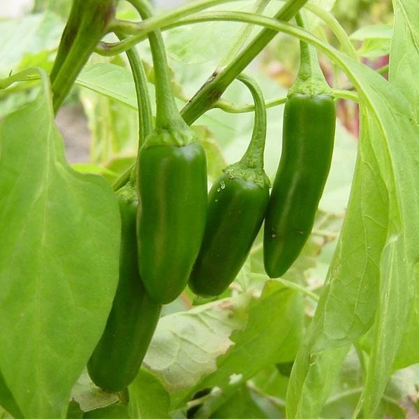 Roots Plants Chillies & Sweet Peppers 3 Organic 'Early Jalapeno' Chilli Plants 4 Roots Plants Chillies & Sweet Peppers 3 Organic 'Early Jalapeno' Chilli Plants