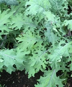 Roots Plants 10 Organic 'Red Russian' Kale Plants