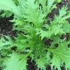 Roots Plants 10 Organic Green Mizuna Plants