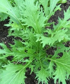 Roots Plants 10 Organic Green Mizuna Plants