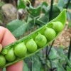Roots Plants Peas & Beans 10 Organic 'Kelvedon Wonder' Pea Plants