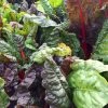 Roots Plants 10 Organic Rainbow Chard Plants