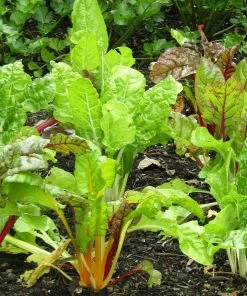 Roots Plants 58 Colourful Vegetable Plants | Eat The Rainbow All Vegetable Plants