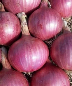 Roots Plants 20 Organic 'Red Baron' Red Onion Plants
