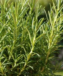 Roots Plants 3 Organic Rosemary Plants