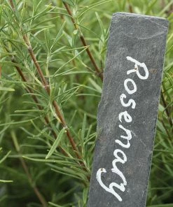 Roots Plants 12 Organic Botanicals Herb Plants For Gin