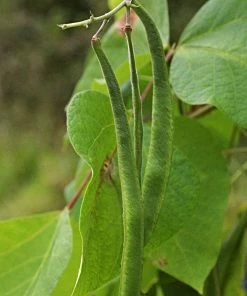 Roots Plants Peas & Beans 10 Organic 'Enorma' Runner Bean Plants