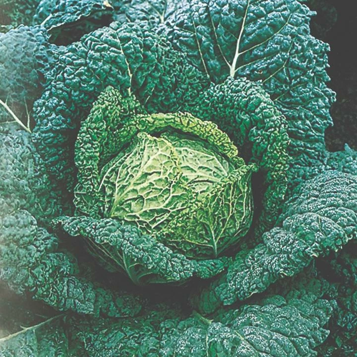 Roots Plants 10 Organic 'Vertus' Savoy Cabbage Plants 3 Roots Plants 10 Organic 'Vertus' Savoy Cabbage Plants