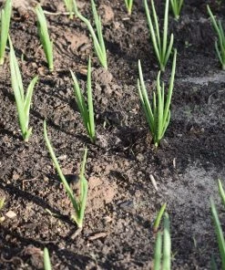 Roots Plants 20 Organic 'White Lisbon' Spring Onion Plants