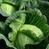 Roots Plants 10 Organic Spring Green Cabbage Plants Brassicas & Leafy Greens 1 Roots Plants 10 Organic Spring Green Cabbage Plants Brassicas & Leafy Greens