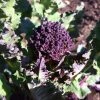 Roots Plants 10 Organic Purple Sprouting Broccoli Plants