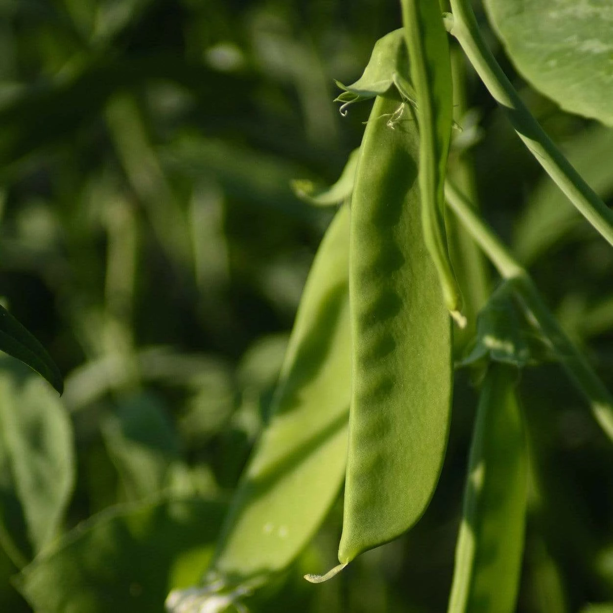 Roots Plants All Vegetable Plants Organic Gourmet Beans & Peas Collection 60 Plants 4 Roots Plants All Vegetable Plants Organic Gourmet Beans & Peas Collection 60 Plants