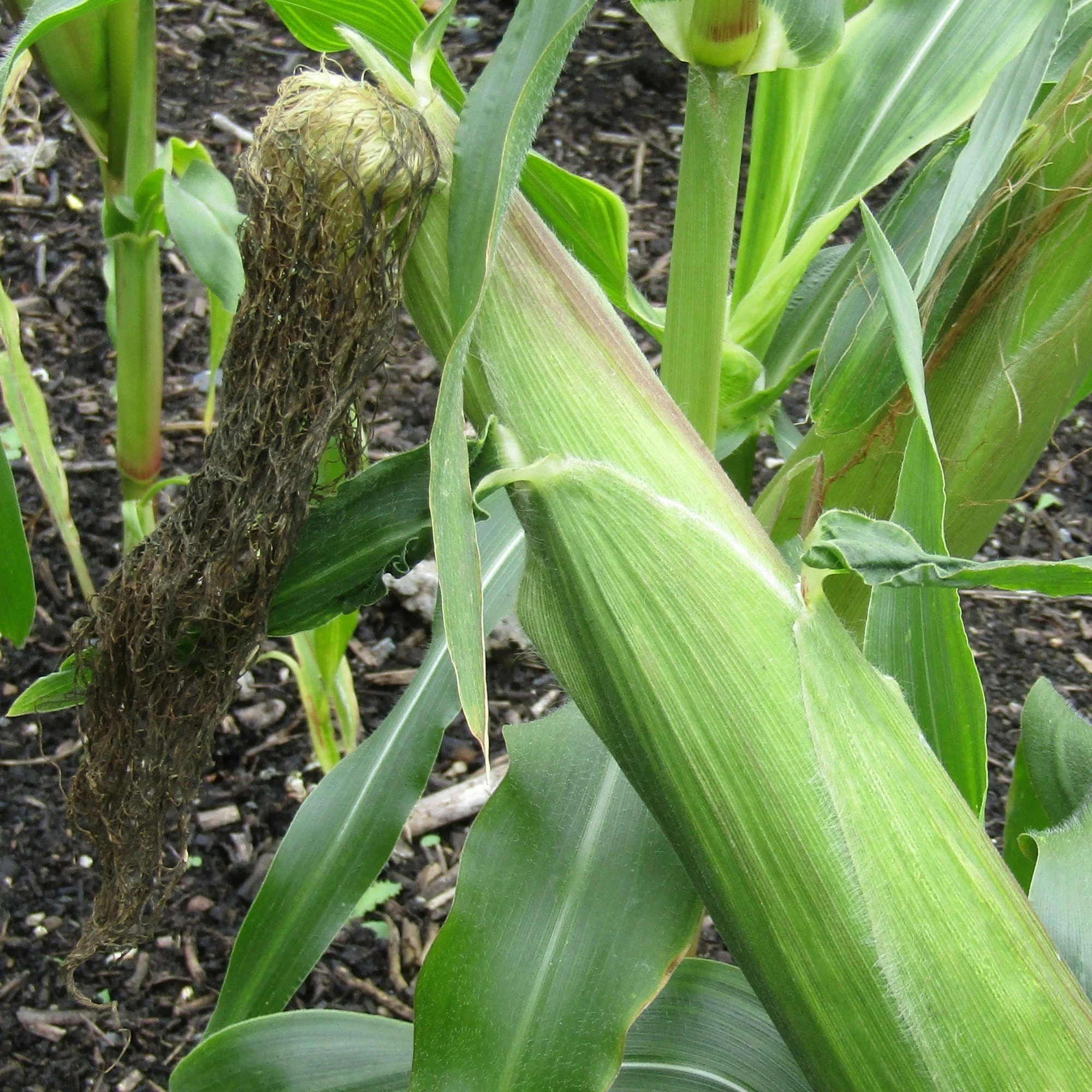 Roots Plants 10 Organic 'Sweet Nugget' Sweetcorn Plants 4 Roots Plants 10 Organic 'Sweet Nugget' Sweetcorn Plants