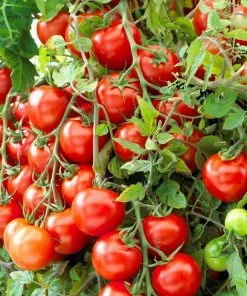 Roots Plants 15 Best Tomato Plants Collection | Growers Choice