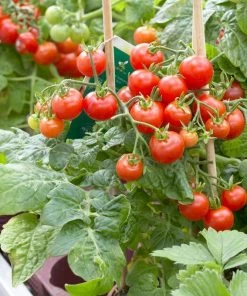 Roots Plants 5 Organic 'Tiny Tim' Tomato Plants Salad Plants 10 Roots Plants 5 Organic 'Tiny Tim' Tomato Plants Salad Plants