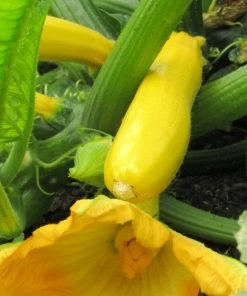 Roots Plants 3 Organic 'Atena Polka' Yellow Courgette Plants Courgettes 10 Roots Plants 3 Organic 'Atena Polka' Yellow Courgette Plants Courgettes