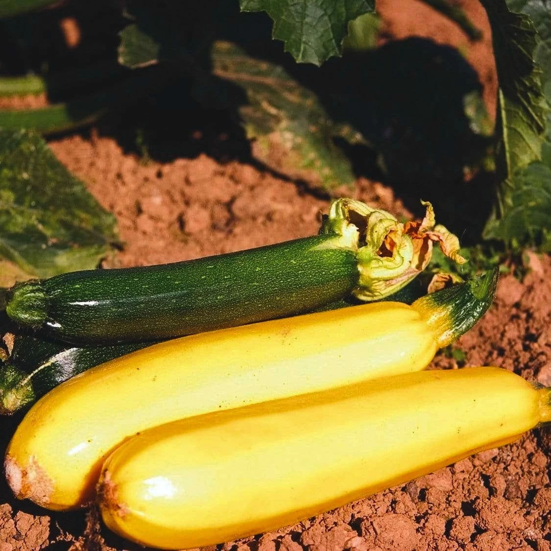 Roots Plants 3 Organic 'Atena Polka' Yellow Courgette Plants Courgettes 8 Roots Plants 3 Organic 'Atena Polka' Yellow Courgette Plants Courgettes