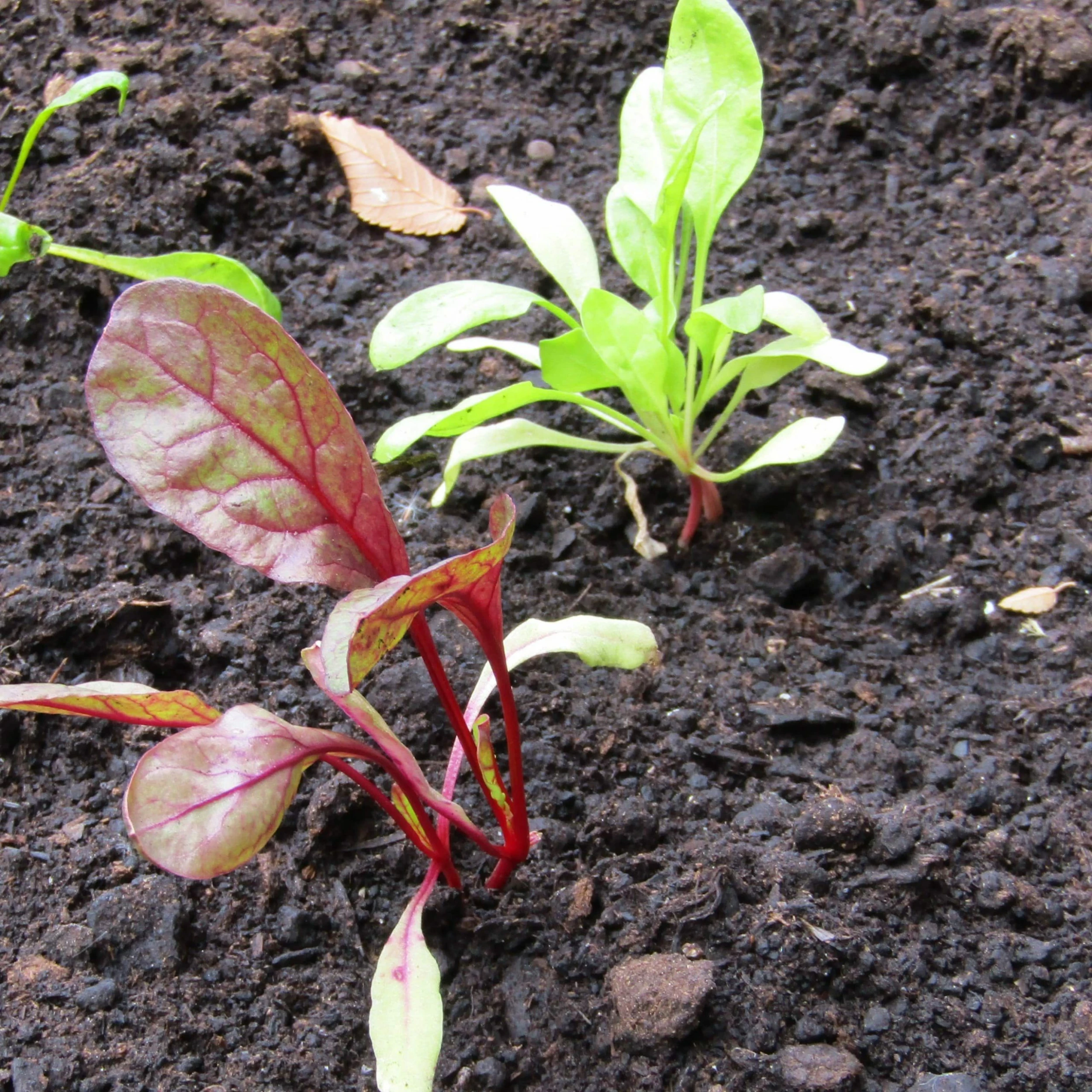 Roots Plants 10 Autumn 'Cylindra' Beetroot 4 Roots Plants 10 Autumn 'Cylindra' Beetroot