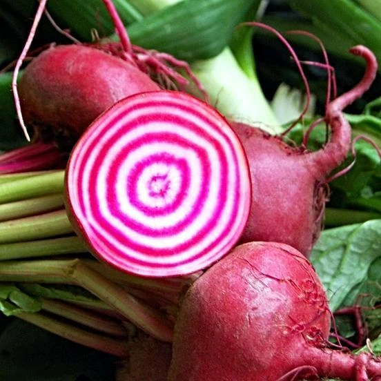 Roots Plants 10 Autumn 'Chioggia' Beetroot 3 Roots Plants 10 Autumn 'Chioggia' Beetroot