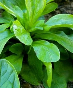Roots Plants 10 Autumn 'Verte De Cambrai' Corn Salad