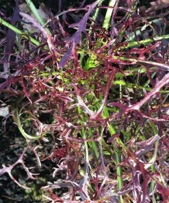 Roots Plants 10 Autumn Frills Mustard All Vegetable Plants