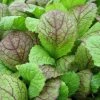 Roots Plants All Vegetable Plants 10 Autumn Giant Red Mustard