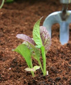 Roots Plants All Vegetable Plants 10 Autumn Giant Red Mustard
