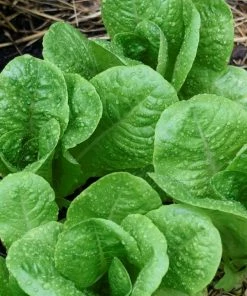 Roots Plants 10 Autumn 'Winter Density' Lettuce