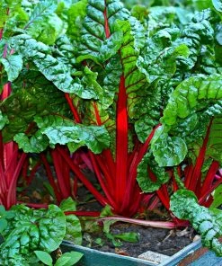 Roots Plants All Vegetable Plants 10 Rhubarb Chard