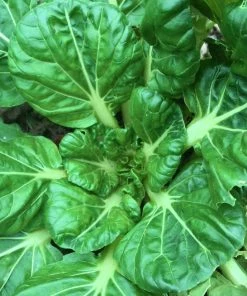 Roots Plants Brassicas & Leafy Greens 10 Autumn Tatsoi
