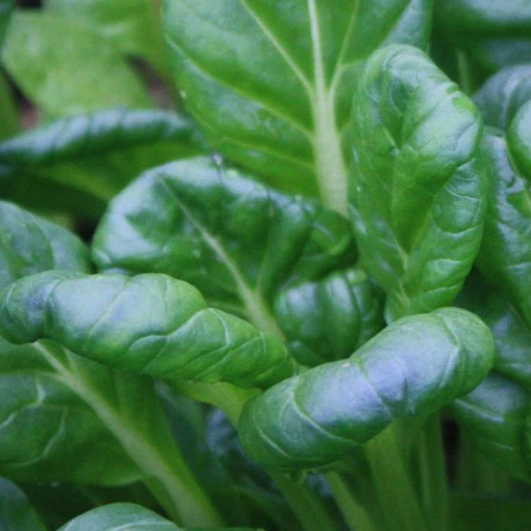 Roots Plants Brassicas & Leafy Greens 10 Autumn Tatsoi 4 Roots Plants Brassicas & Leafy Greens 10 Autumn Tatsoi
