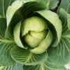 Roots Plants Brassicas & Leafy Greens 10 'Wintergreen' Cabbage