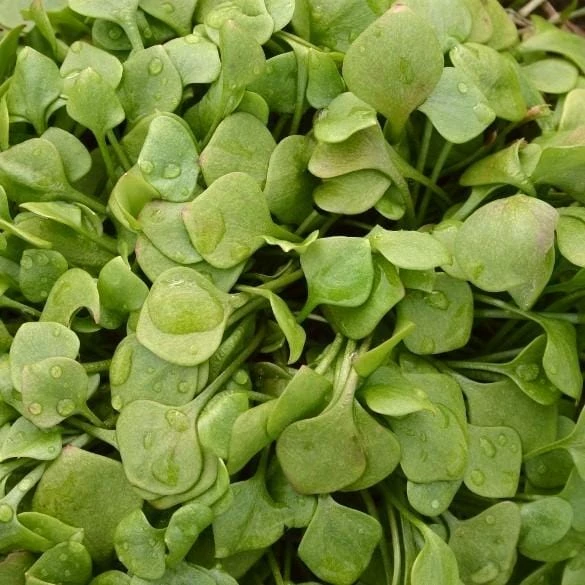 Roots Plants 10 Winter Purslane 3 Roots Plants 10 Winter Purslane